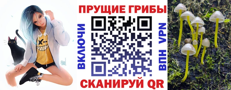 Купить закладки  Пошехонье  Псилоцибиновые грибы Cubensis 